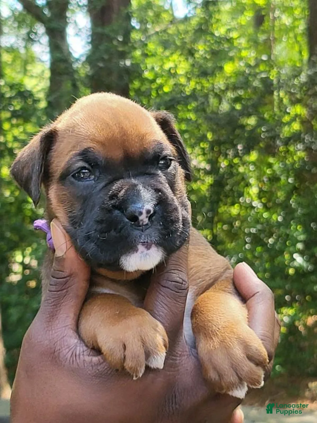 Boxer dogs for sale: Boxer 5 - Ad 1