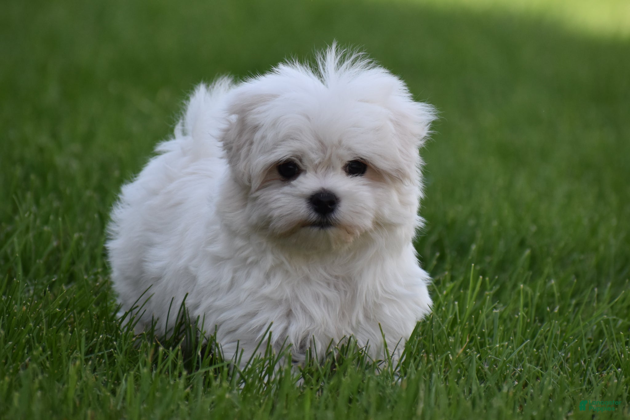 Maltese dogs for sale: Teddy - Ad 1