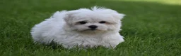 Maltese dogs for sale: Teddy - Ad 1