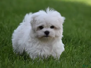 Maltese dogs for sale: Teddy - Ad 1