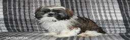 Shih Tzu dogs for sale: Kyle - Ad 4
