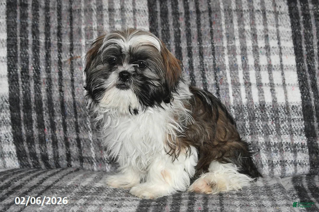 Shih Tzu dogs for sale: Kyle - Ad 4