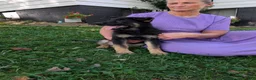 German Shepherd dogs for sale: Mati - Ad 13