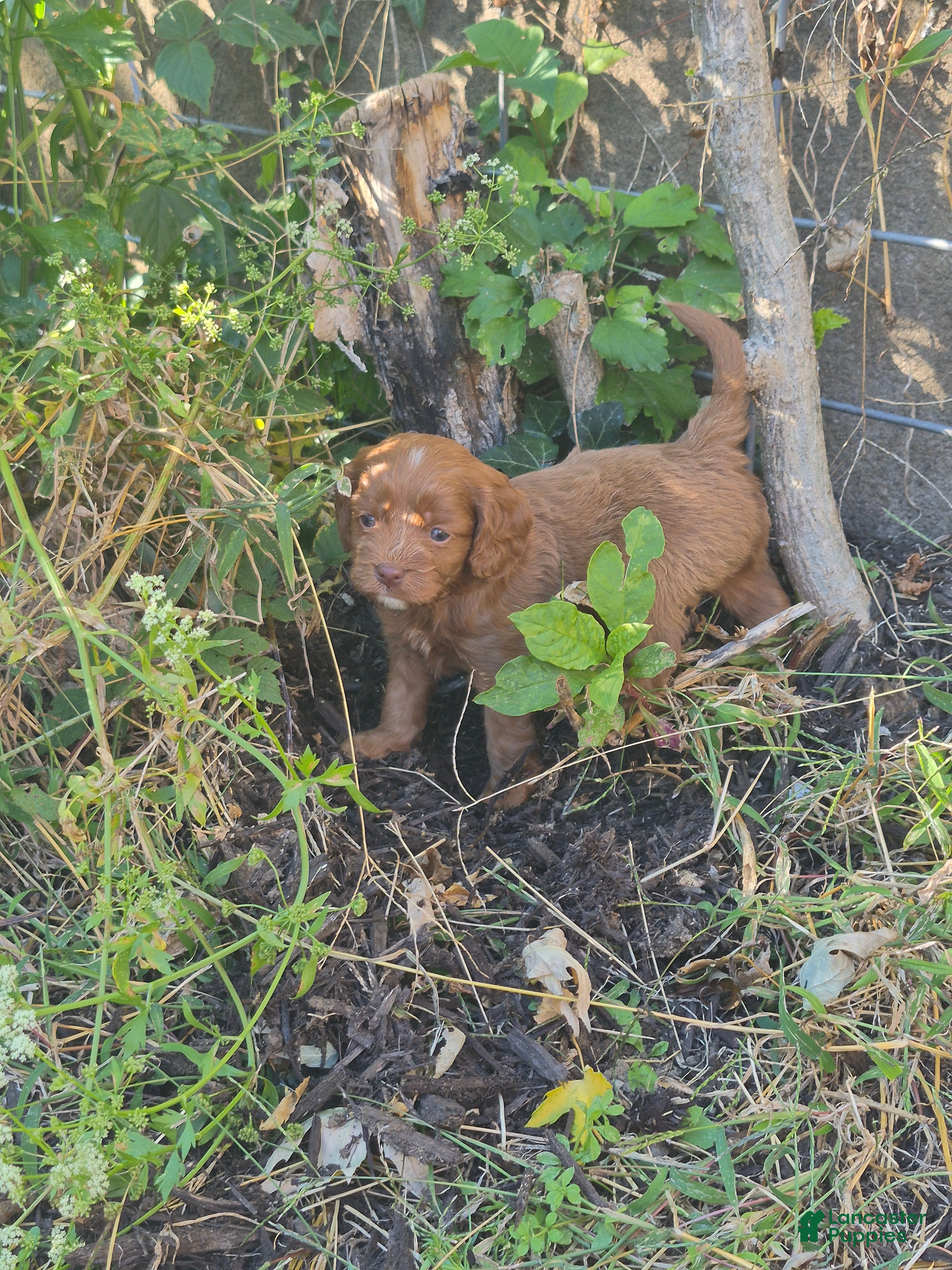 Cavapoo dogs for sale: Kenai - Ad 2