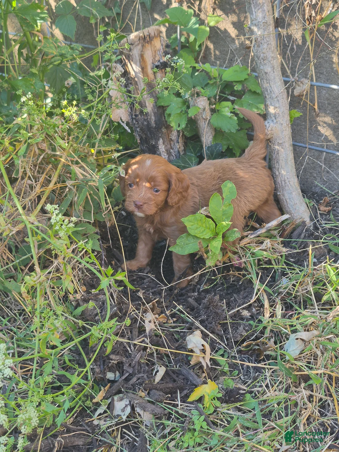 Cavapoo dogs for sale: Kenai - Ad 2