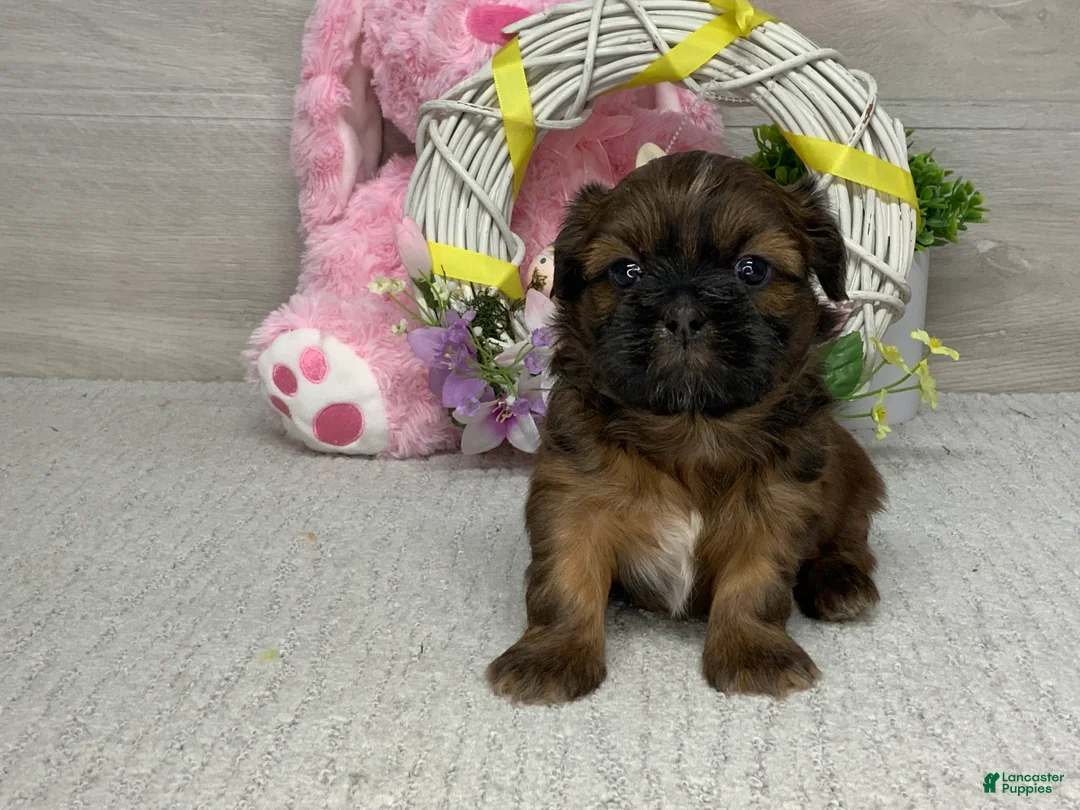 Shih Tzu dogs for sale: Leo - Ad 2