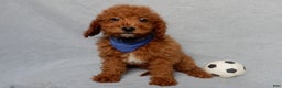 Mini Goldendoodle dogs for sale: Milo - Ad 1