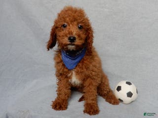 Mini Goldendoodle dogs Milo - Ad 33
