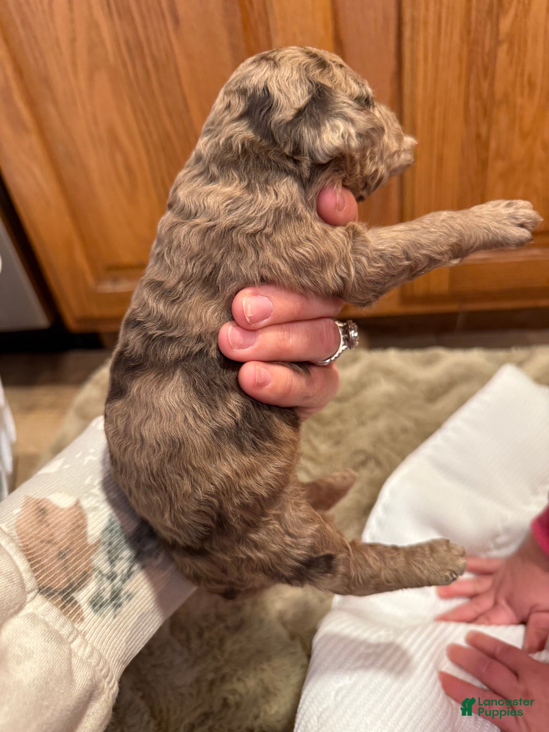 Goldendoodle dogs for sale: Marie - Ad 6