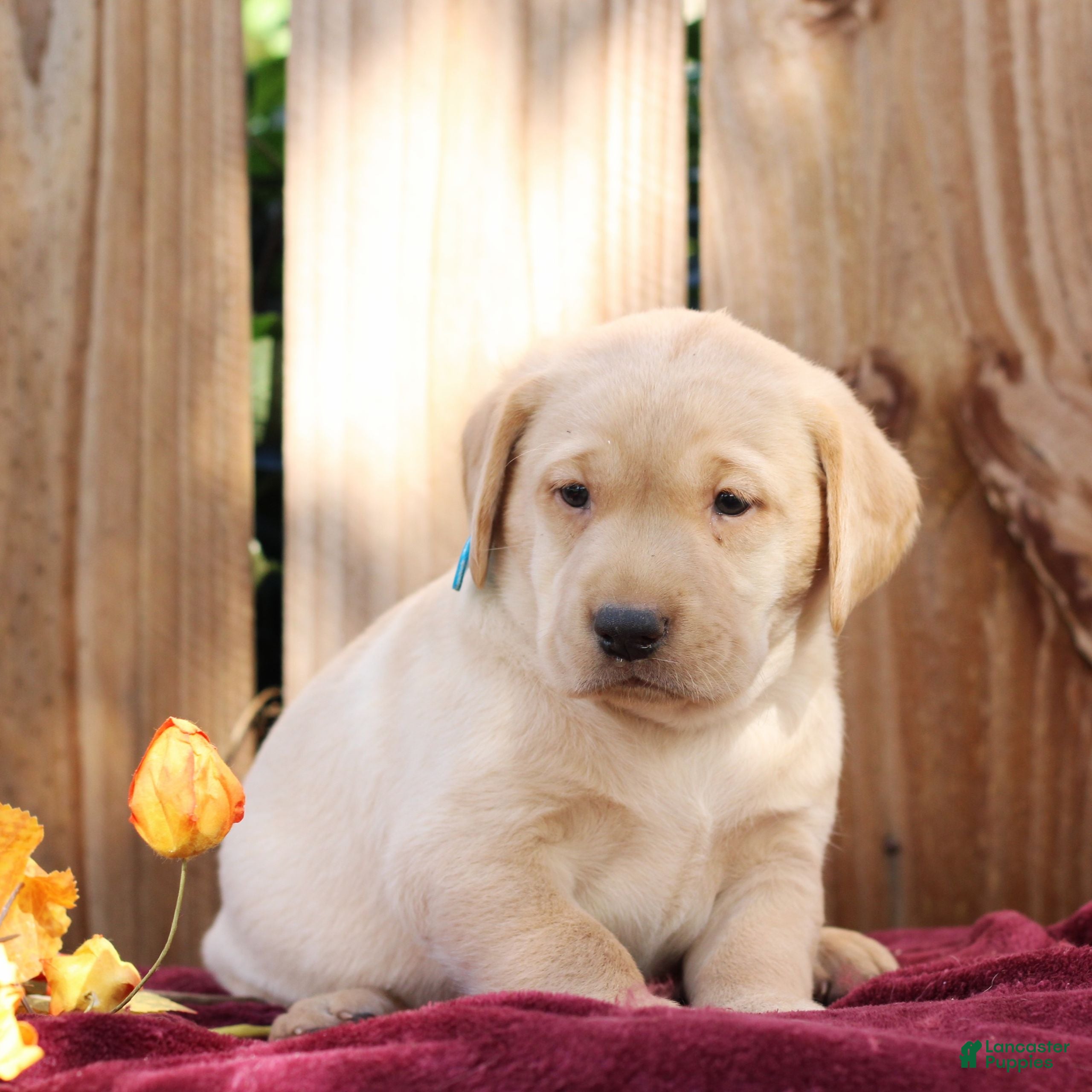 Labrador Retriever dogs Rory  - Ad 2