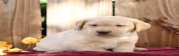 Labrador Retriever dogs for sale: Rory  - Ad 2