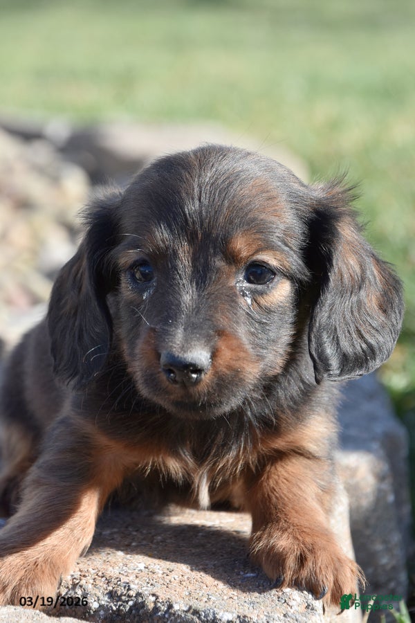 Miniature Dachshund dogs Heath - Ad 1