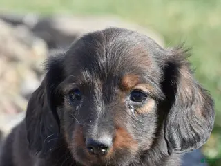 Miniature Dachshund dogs for sale: Heath - Ad 1