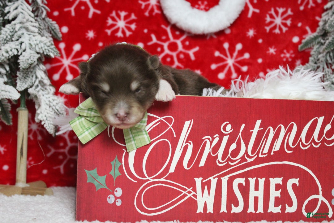 Pomsky dogs for sale: Huey  - Ad 6