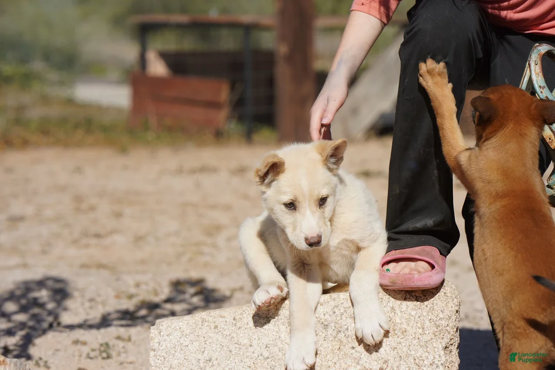 Mixed Breed dogs for sale: Toes M Cream - Ad 13