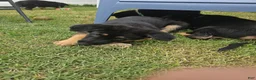 German Shepherd dogs for sale: German Shepherd  puppys  - Ad 6