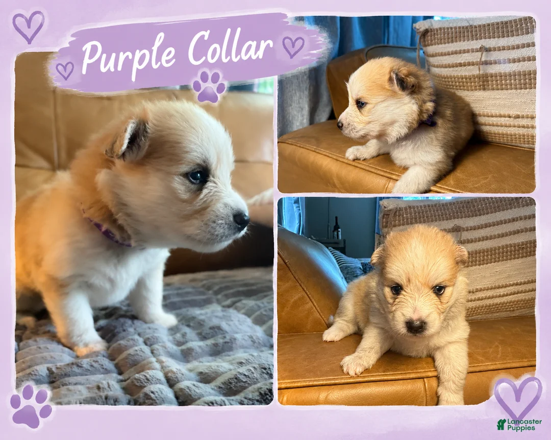 Mixed Breed dogs for sale: Chunk - Boy - Ad 1