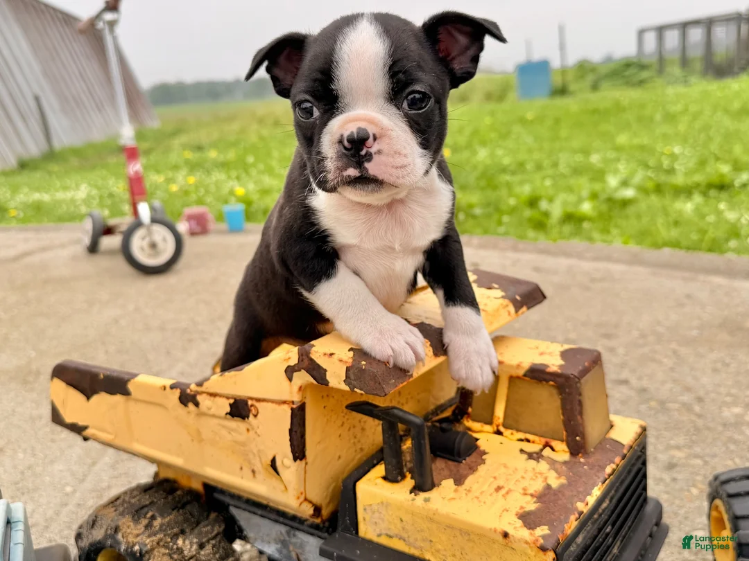 Boston Terrier dogs for sale: Clifford - Ad 1