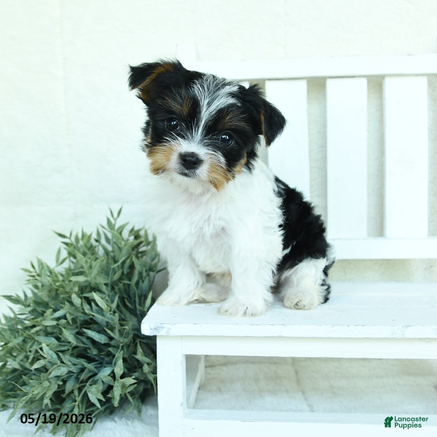 Yorkshire Terrier dogs for sale: Baxter - Ad 3