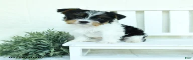 Baxter