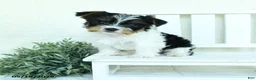 Yorkshire Terrier dogs for sale: Baxter - Ad 1