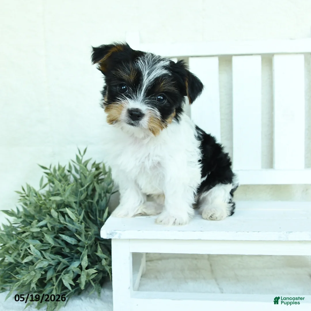 Yorkshire Terrier dogs for sale: Baxter - Ad 1