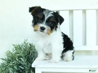 Yorkshire Terrier dogs for sale: Baxter - Ad 3