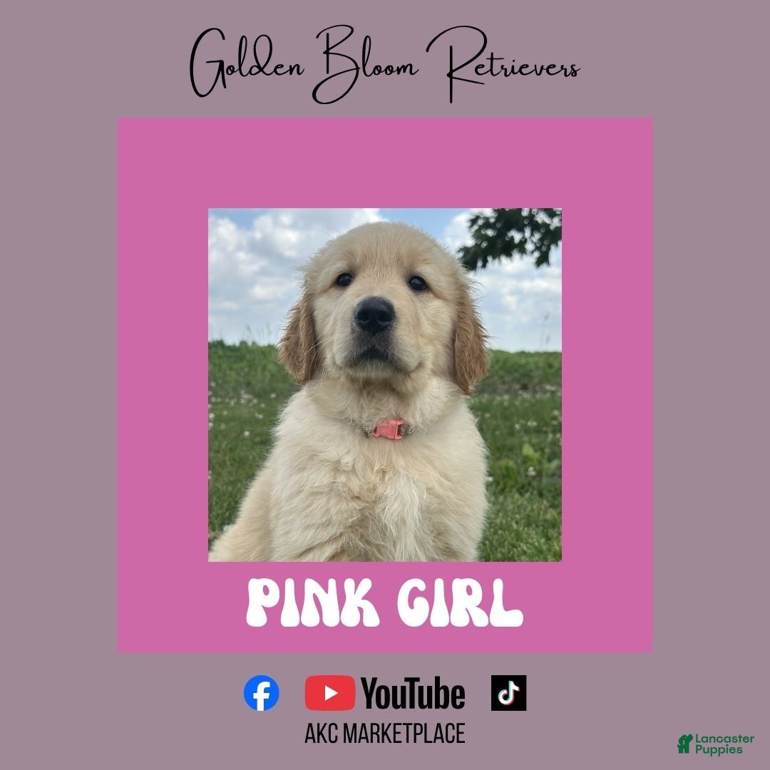 Golden Retriever dogs Pink Girl - Ad 8