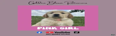 Pink Girl