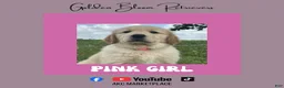 Golden Retriever dogs for sale: Pink Girl - Ad 1