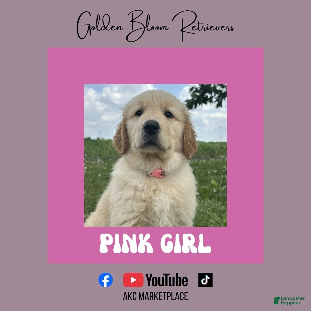 Golden Retriever dogs for sale: Pink Girl - Ad 1