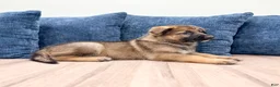 German Shepherd dogs for sale: Mickey - Ad 3