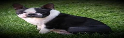 Boston Terrier dogs for sale: Pepsi - Ad 3