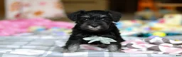 Miniature Schnauzer dogs for sale: Chance  - Ad 3