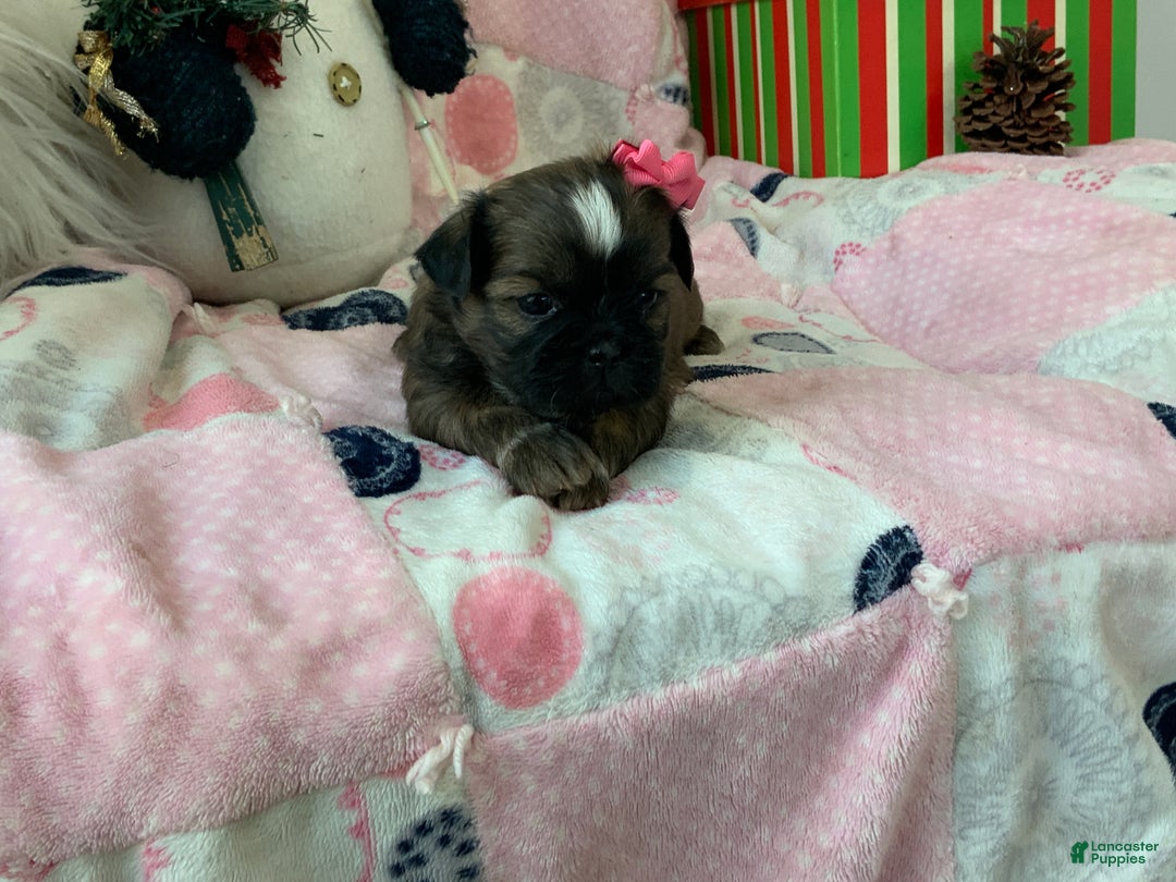 Shih Tzu dogs for sale: TASHA - Ad 1