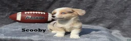 Welsh Corgi Pembroke dogs for sale: Scooby - Ad 5
