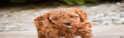 Miniature Poodle dogs for sale: Peyton - Ad 7