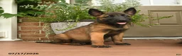 Belgian Malinois dogs for sale: Ralph - Ad 1