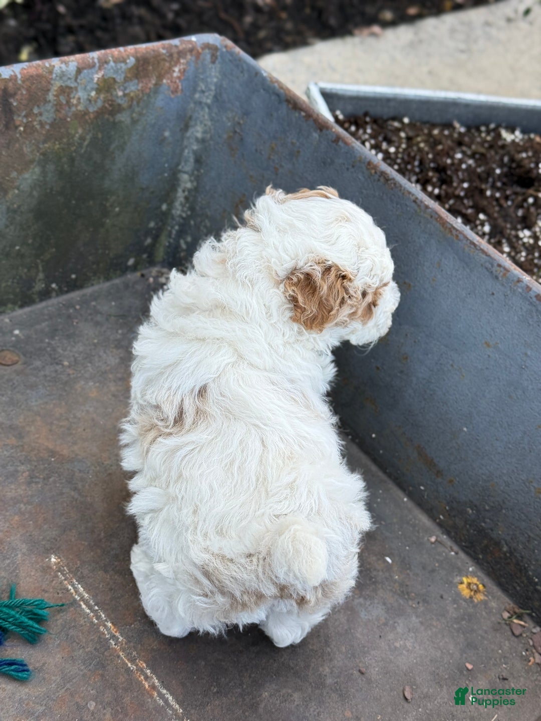Toy Poodle dogs for sale: Cocoa - Ad 11