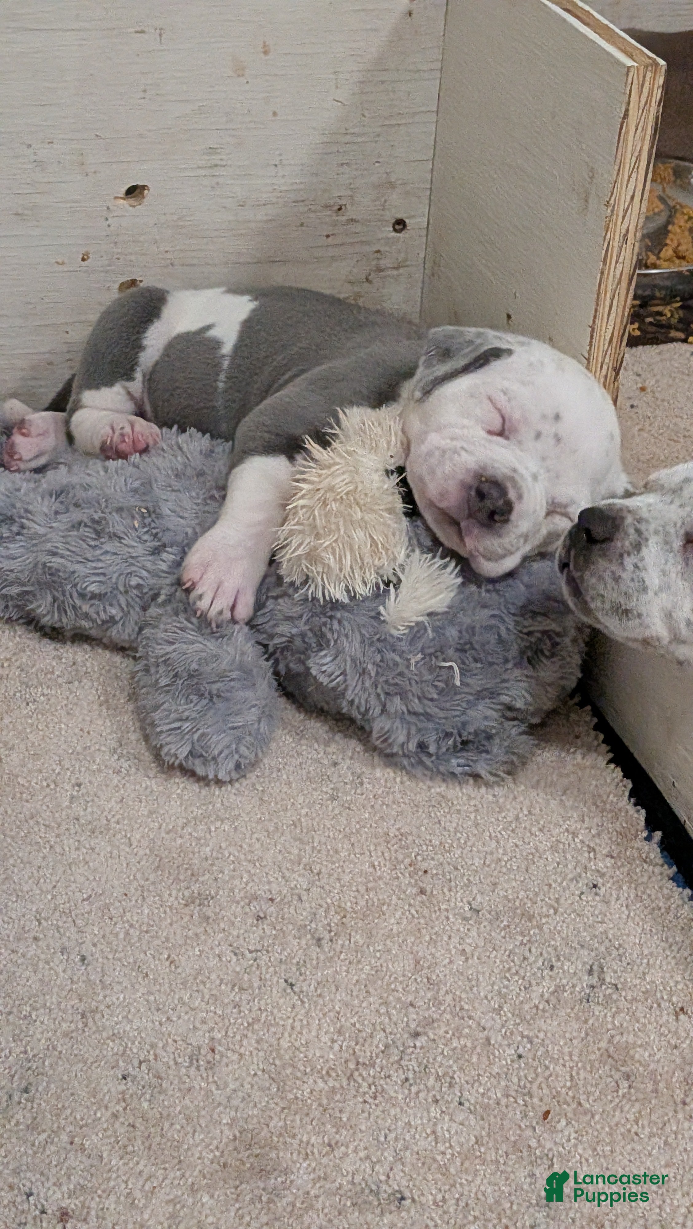 American Bully dogs American Bully Puppy 3 - Ad 5