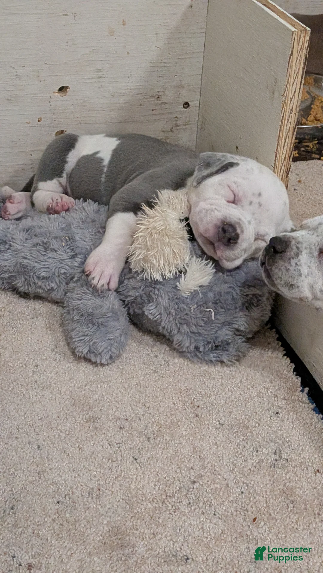 American Bully dogs for sale: American Bully Puppy 3 - Ad 1