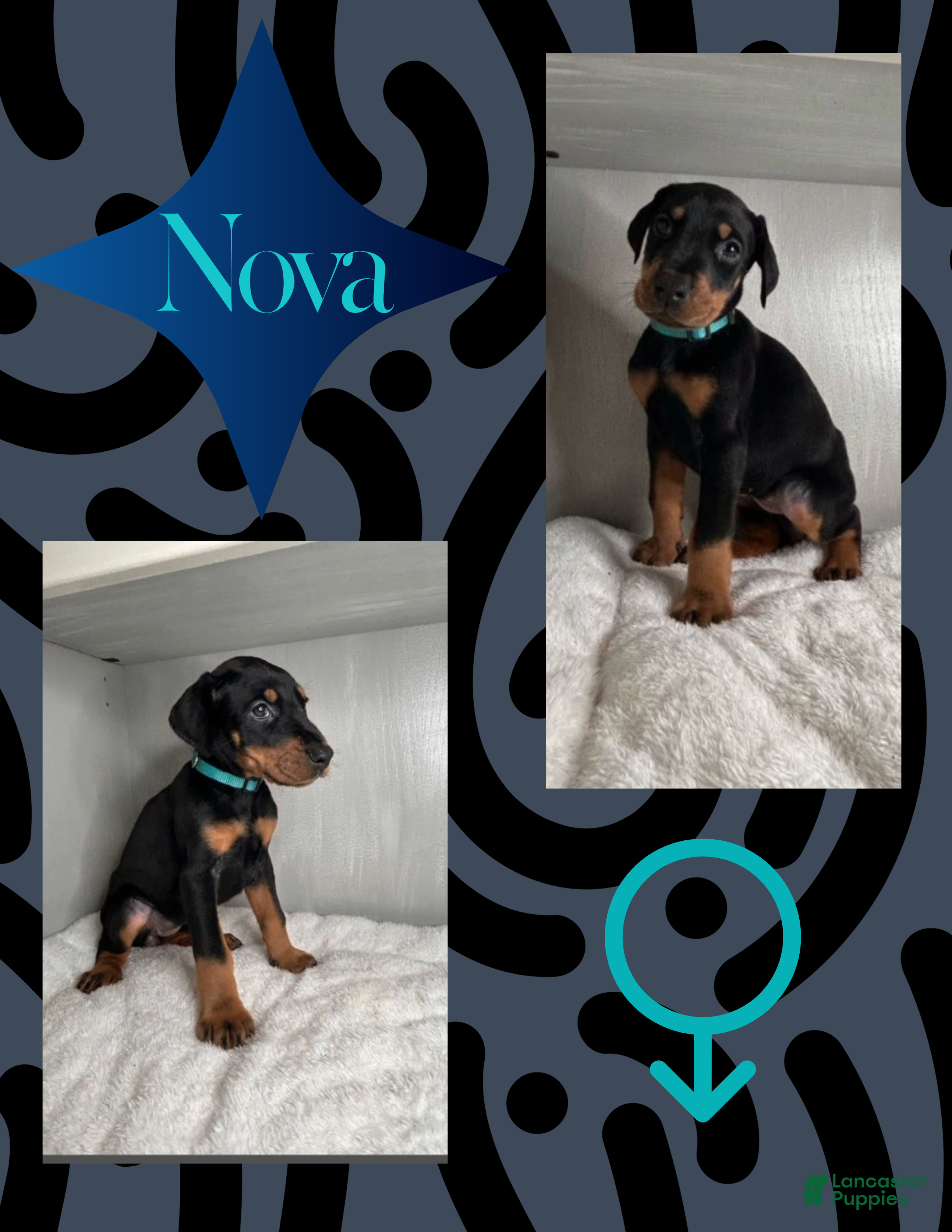 Doberman Pinscher dogs Nova - Ad 5