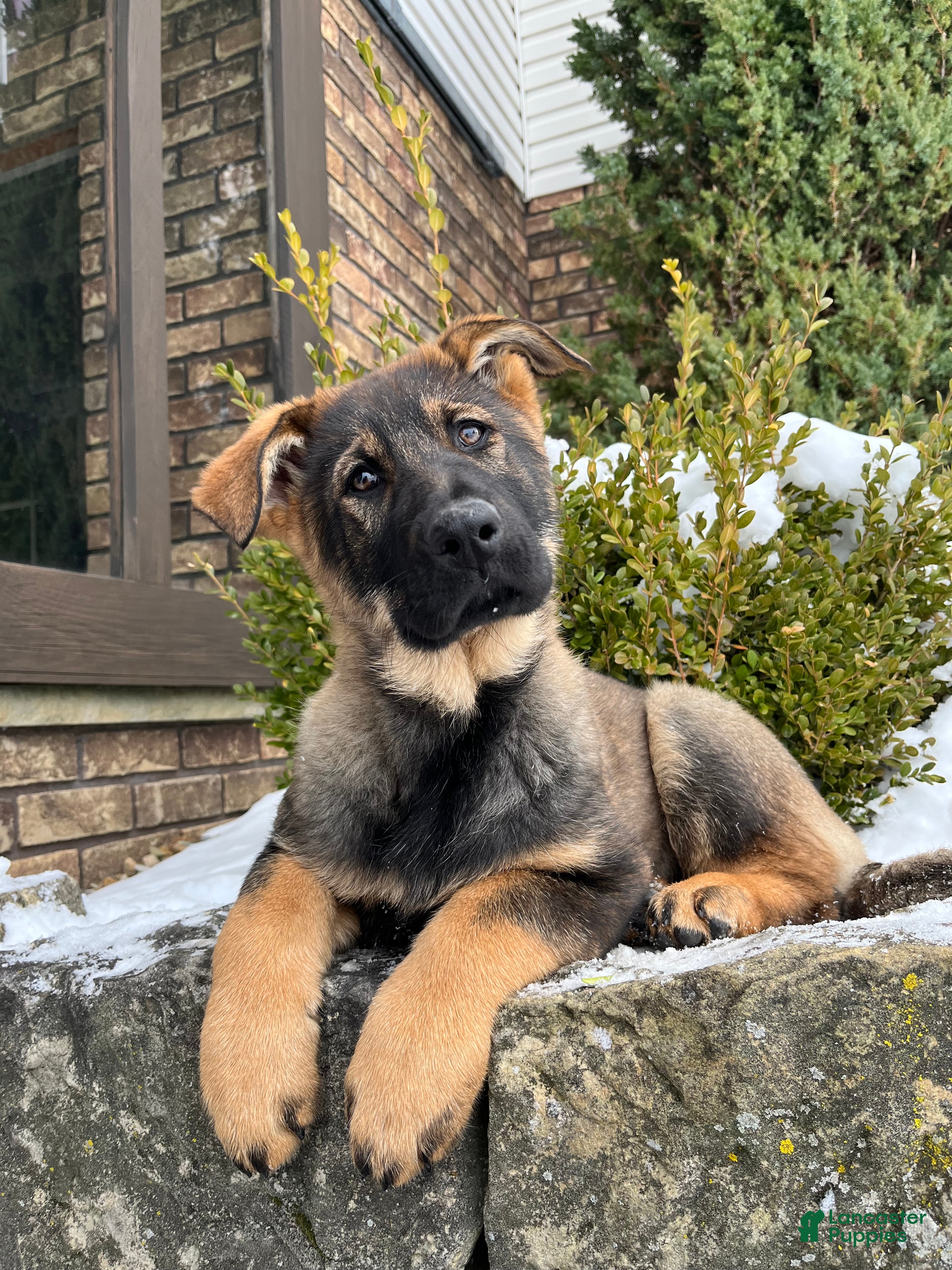 German Shepherd dogs Talia - Ad 11