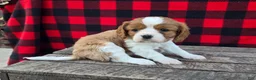 Cavalier King Charles Spaniel dogs for sale: Snickers - Ad 4