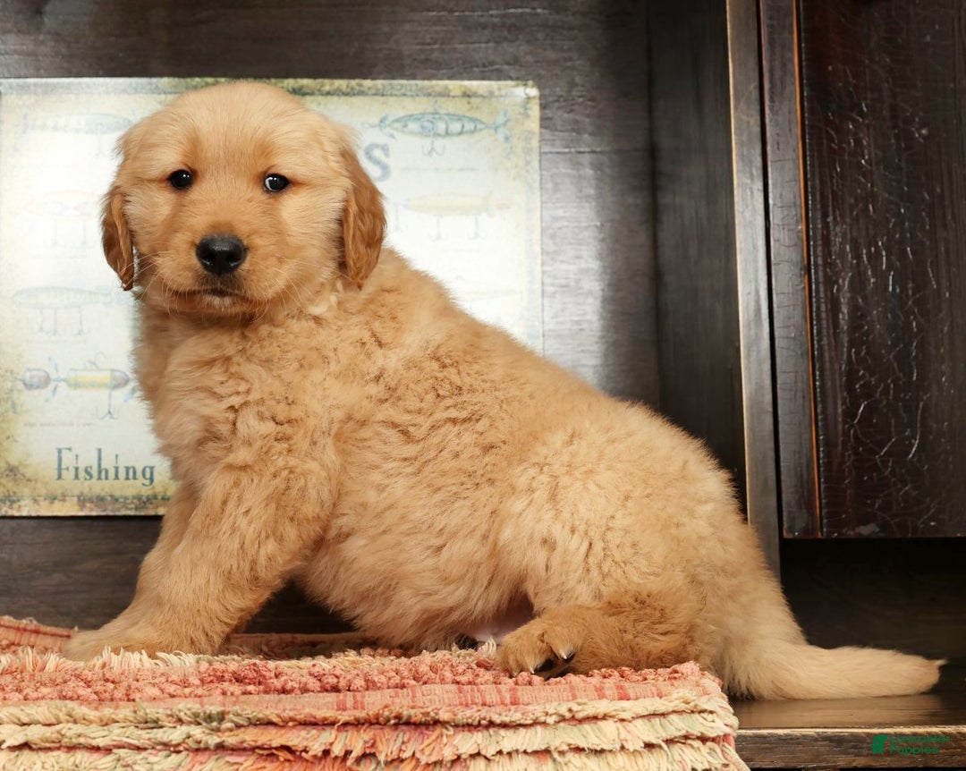 Golden Retriever dogs for sale: Floyd - Ad 3