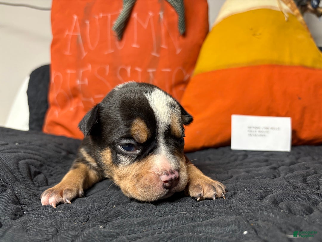 American Bully dogs for sale: Urban - Ad 7