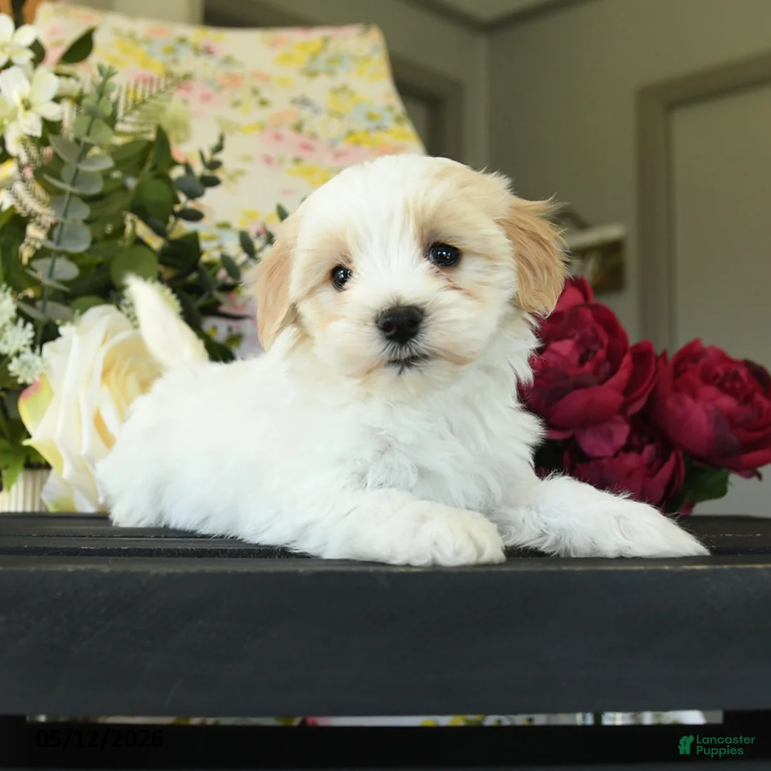 Maltipoo dogs for sale: Shayla - Ad 2