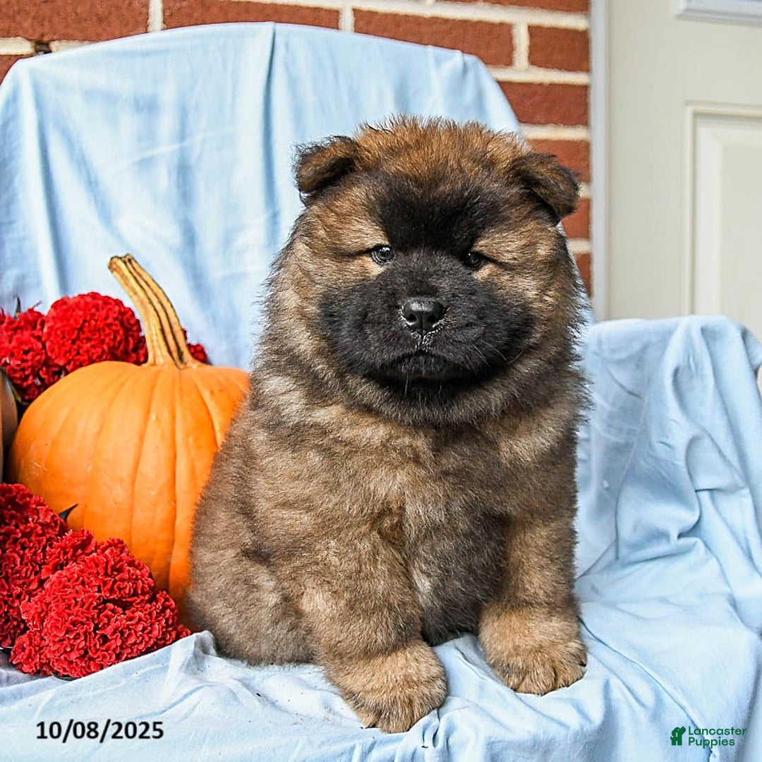 Chow Chow Chow Puppies for sale Lancaster Puppies