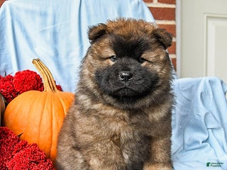 Chow Chow dogs - Ad 3