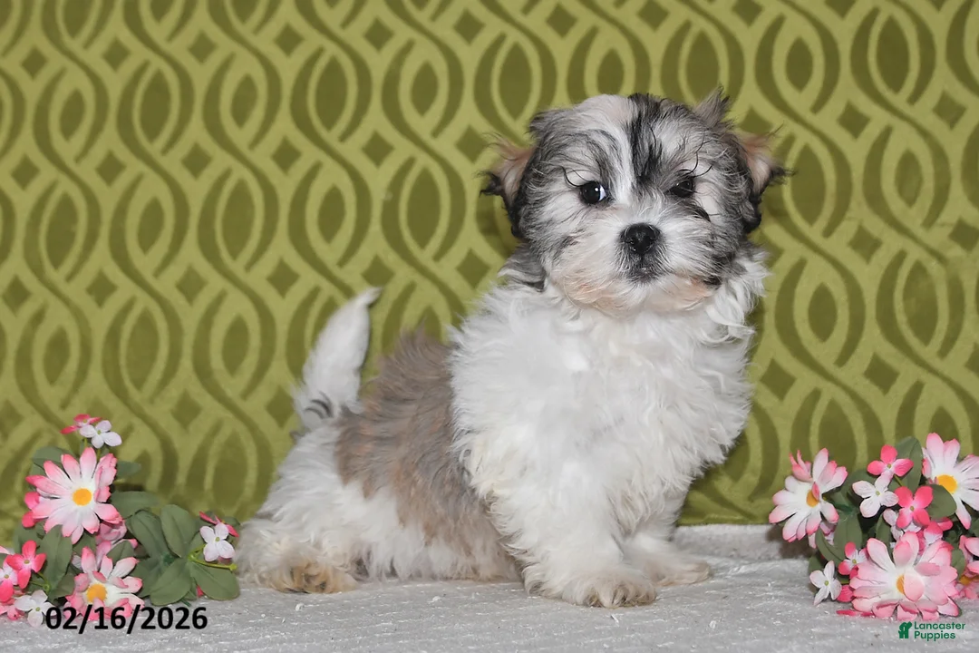 Teddy Bear dogs for sale: Jordan - Ad 4